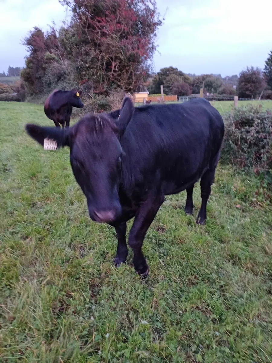 Aberdeen Angus heifers - Image 3