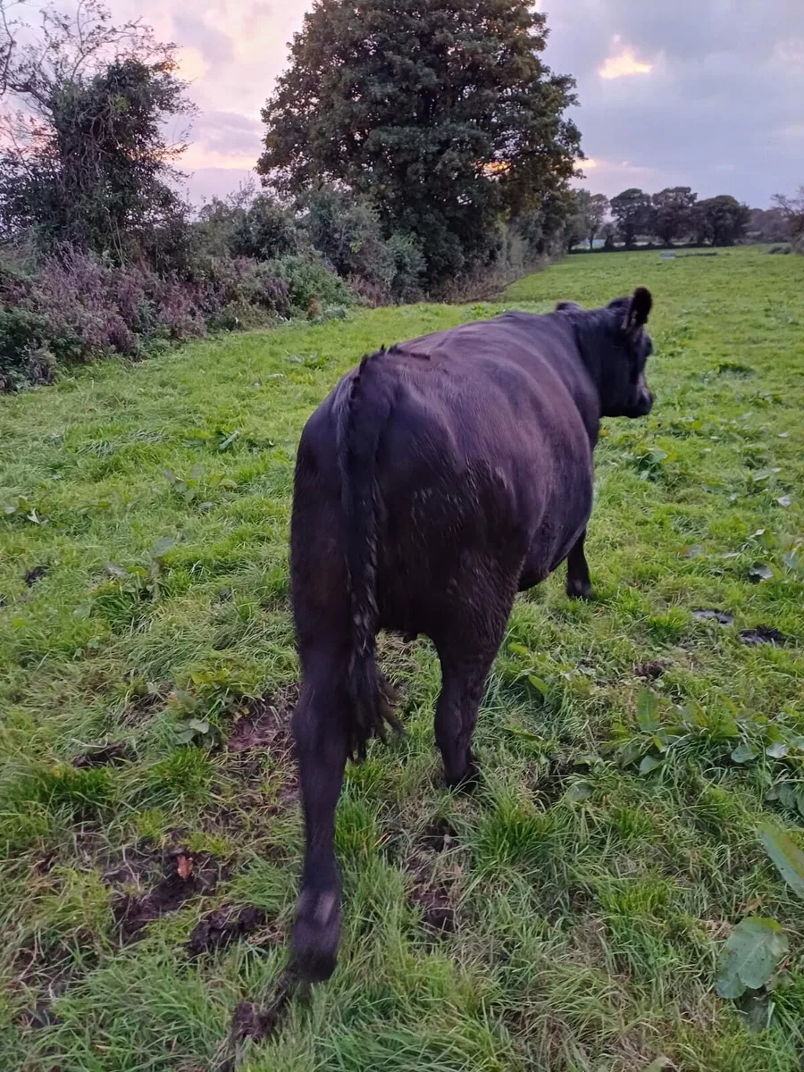 Aberdeen Angus heifers - Image 4