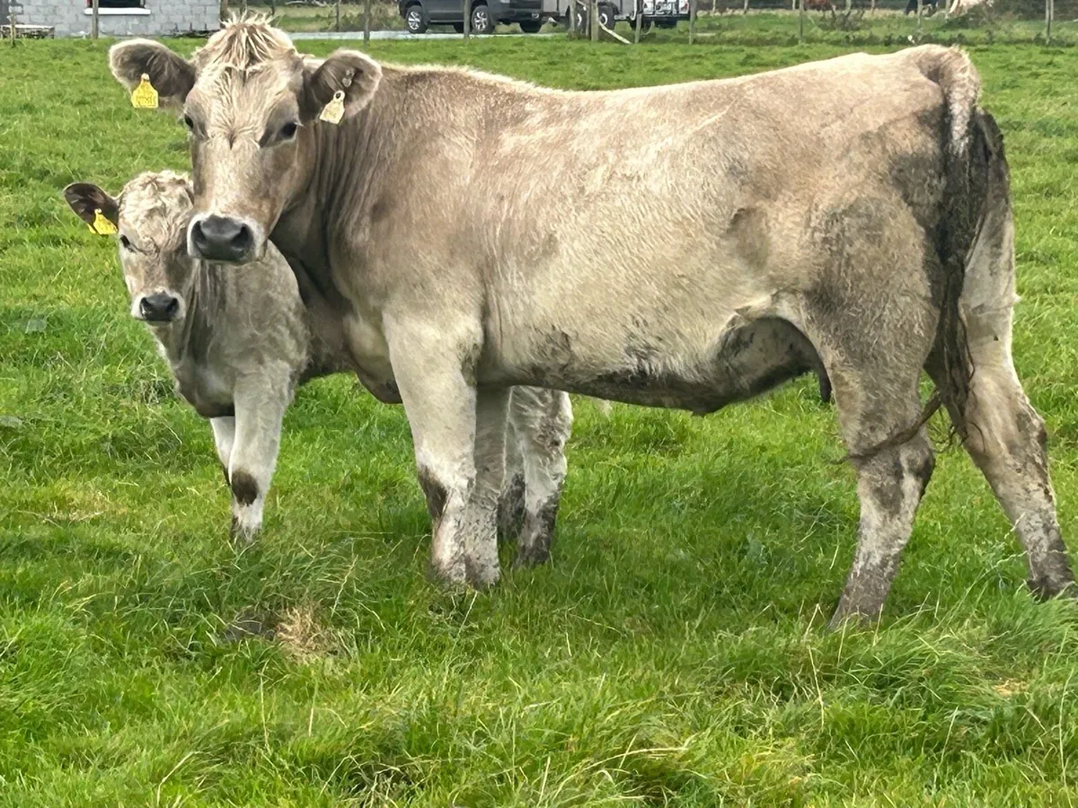 5 star charlois second calved cow and calf - Image 1