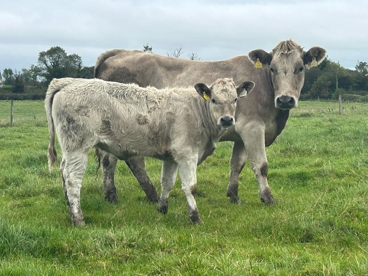 5 star charlois second calved cow and calf - Image 3