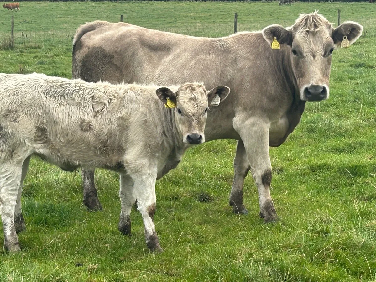 5 star charlois second calved cow and calf - Image 4