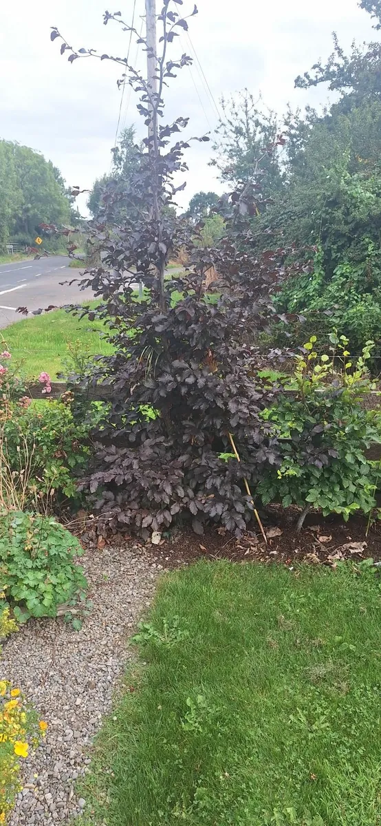 ACRES Whitethorn Hedging - Image 2