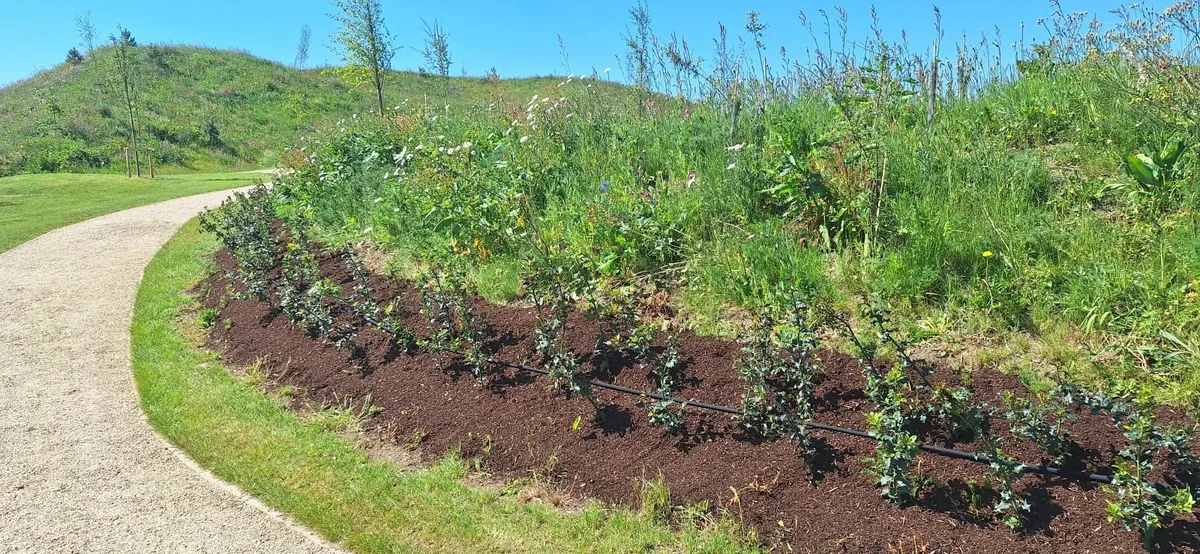 ACRES Whitethorn Hedging - Image 3
