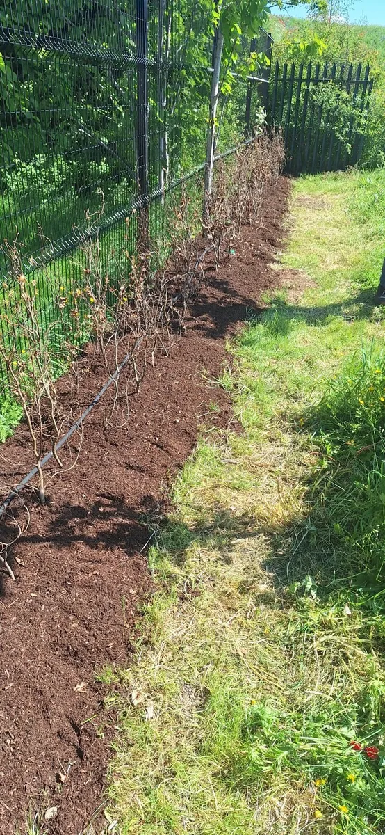 ACRES Whitethorn Hedging - Image 4