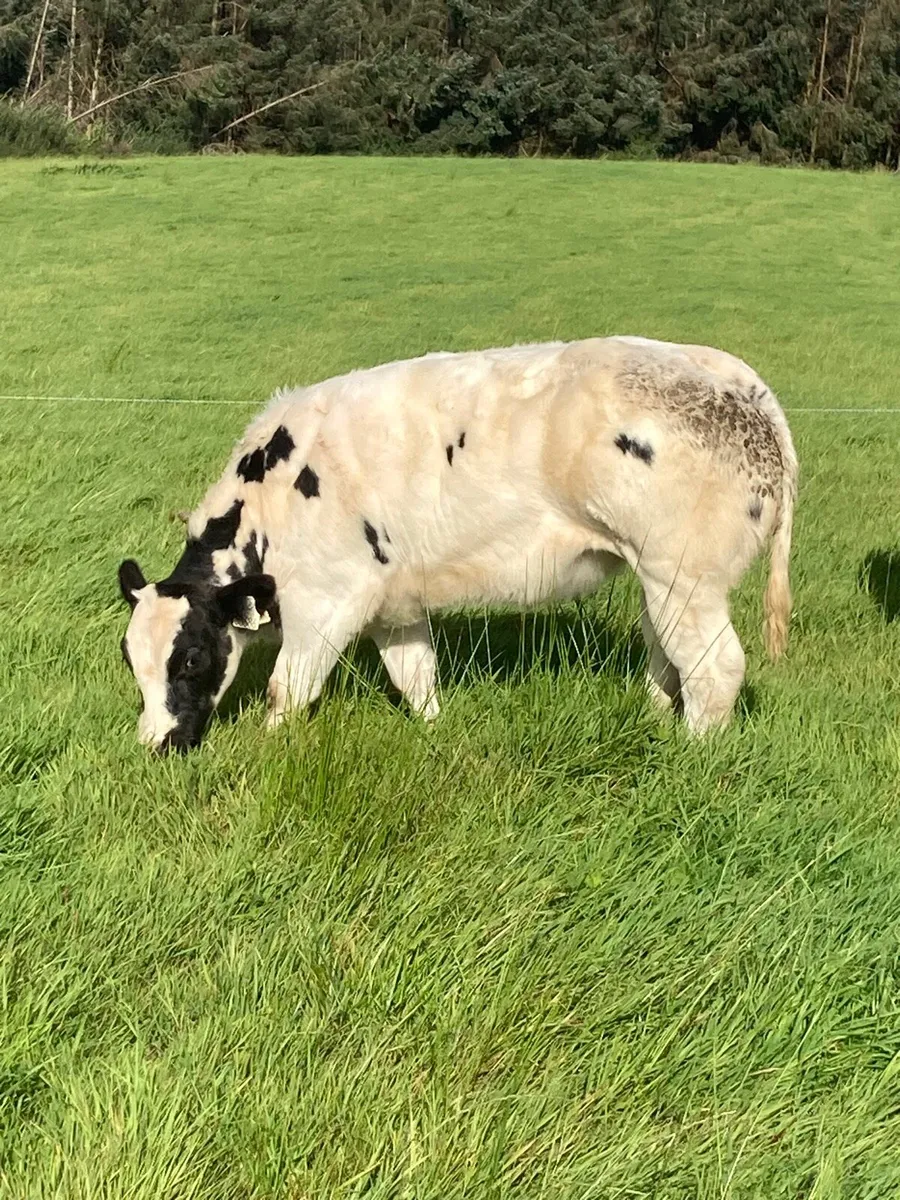 Belgian blue heiffer - Image 1