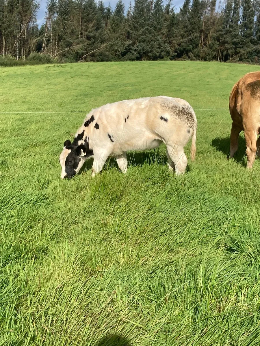 Belgian blue heiffer - Image 3