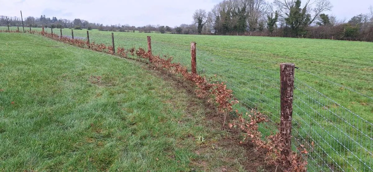 Beech Hedging for sale - Image 1