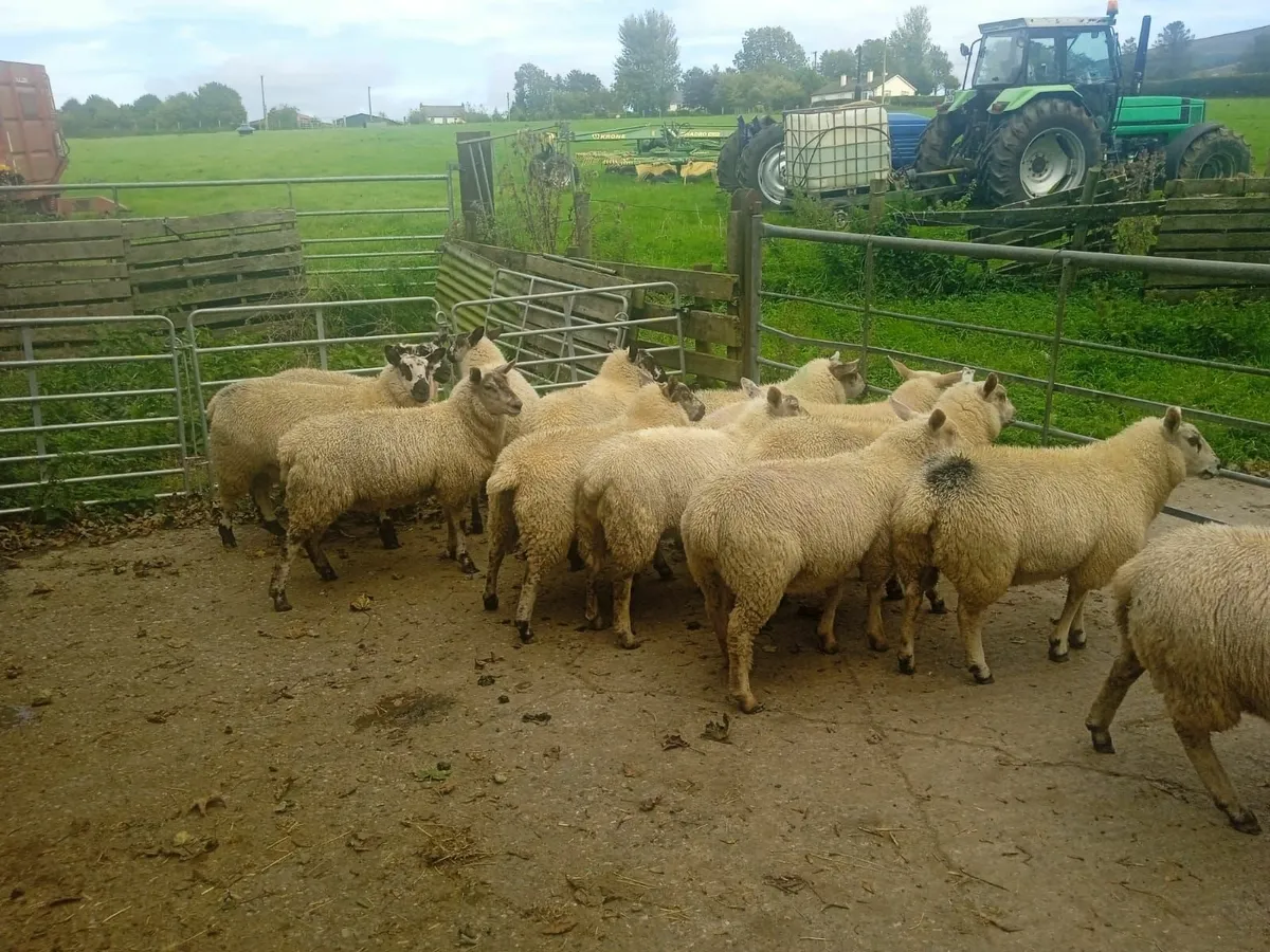 Ewe Lambs - Image 1