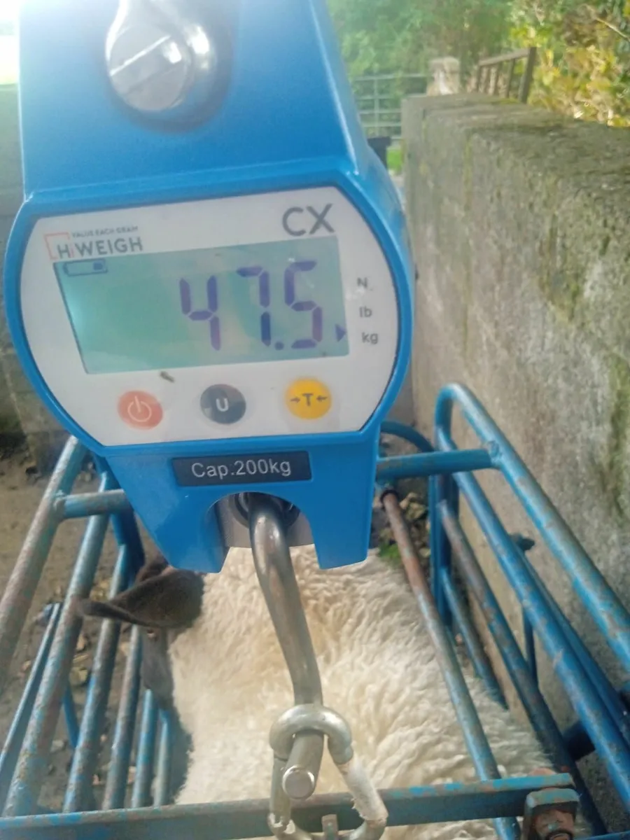 Ewe Lambs - Image 3