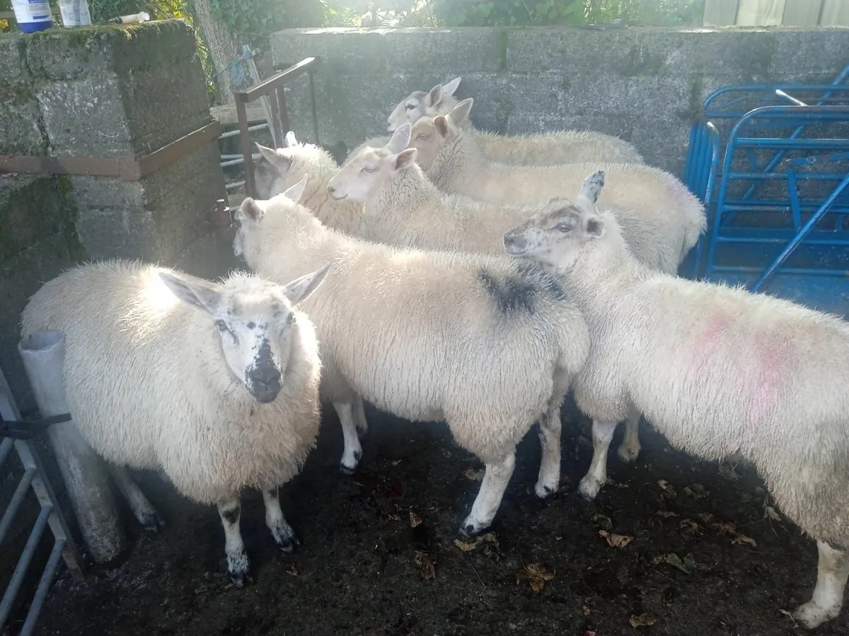 Ewe Lambs - Image 4