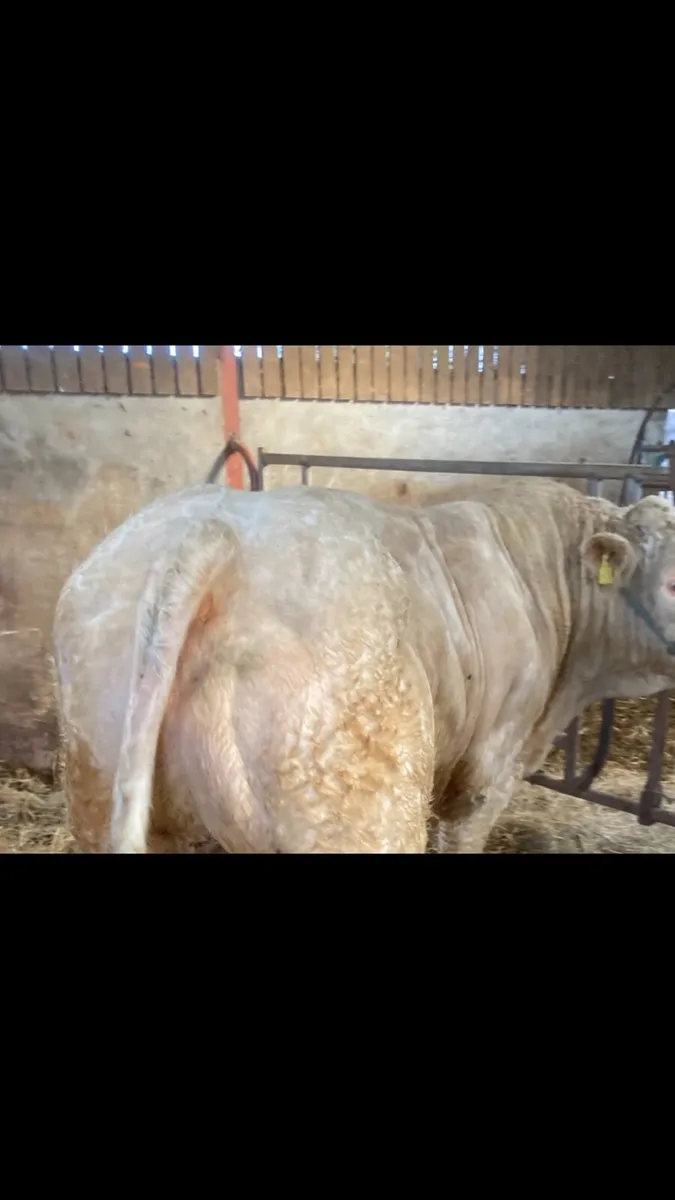 Bull - Image 2
