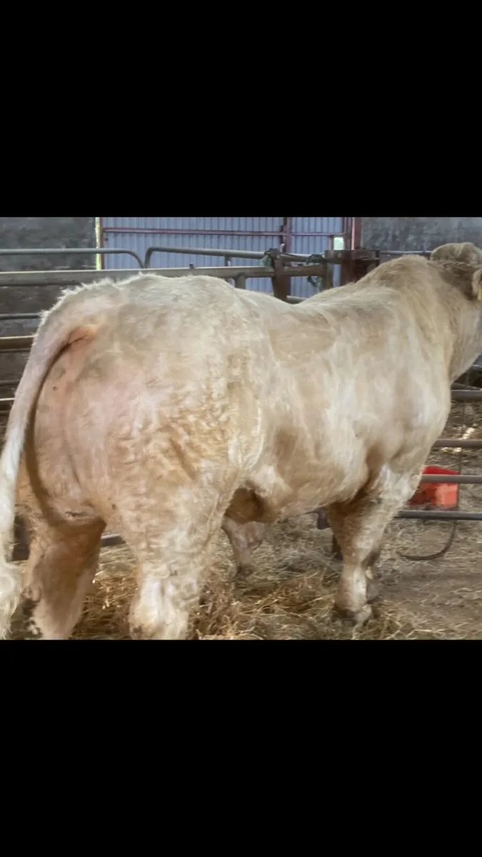 Bull - Image 3