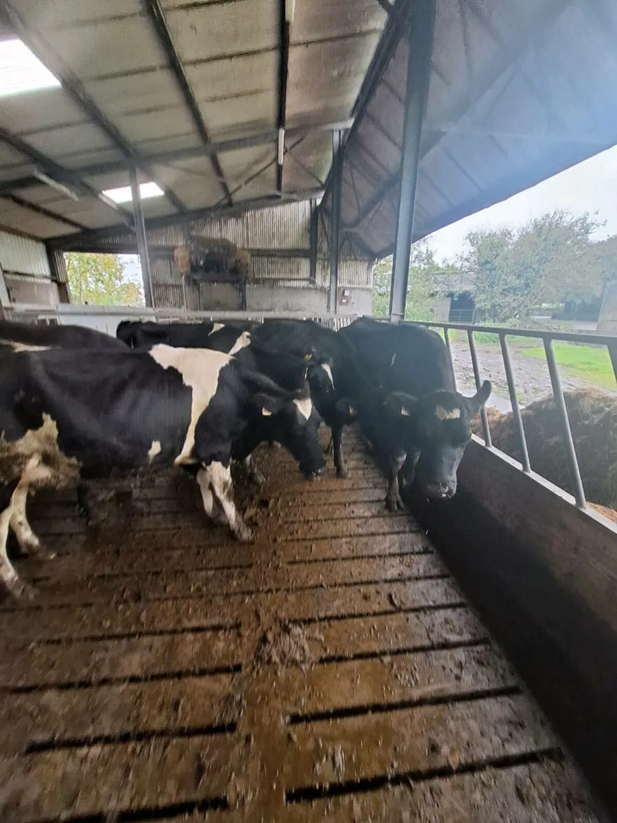 British friesan springers on pt of calving - Image 1
