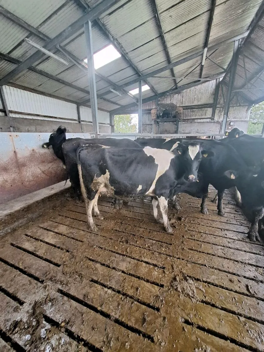 British friesan springers on pt of calving - Image 2