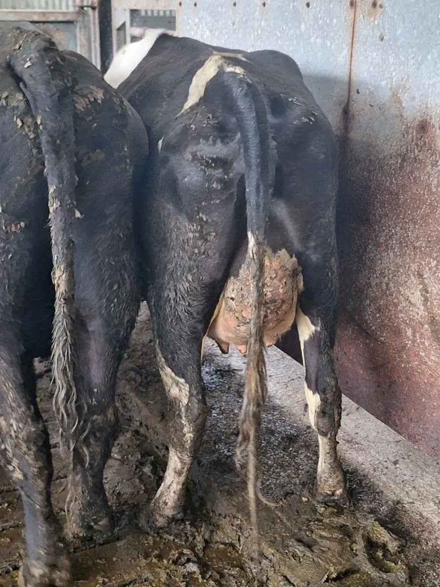 British friesan springers on pt of calving - Image 3