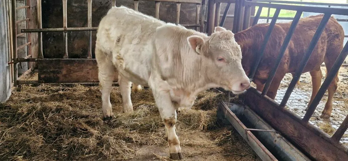Charolais bull - Image 2