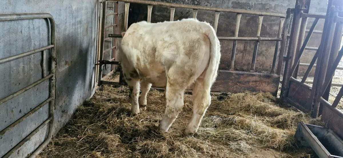 Charolais bull - Image 3