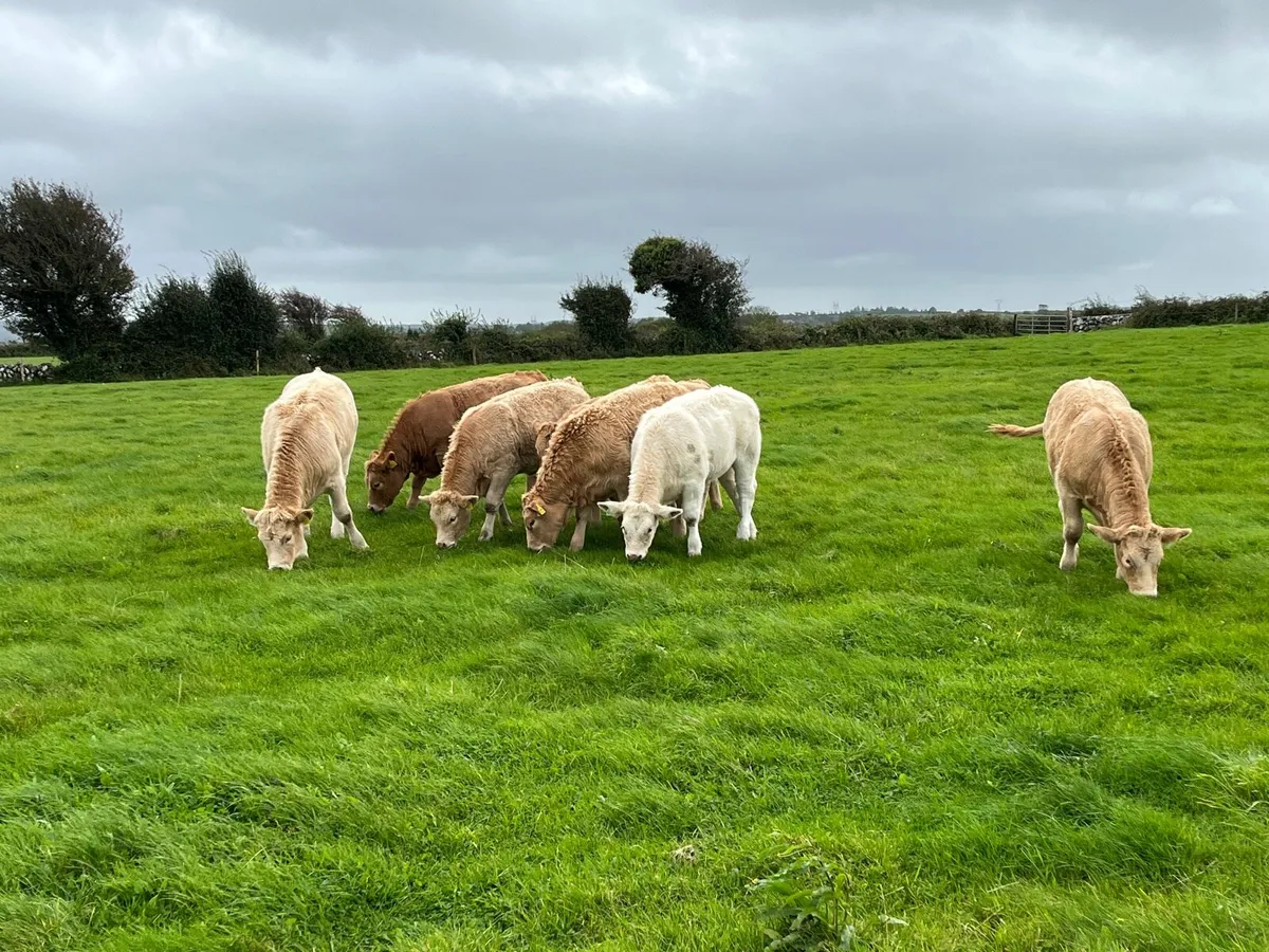 Organic Heifers - Image 1
