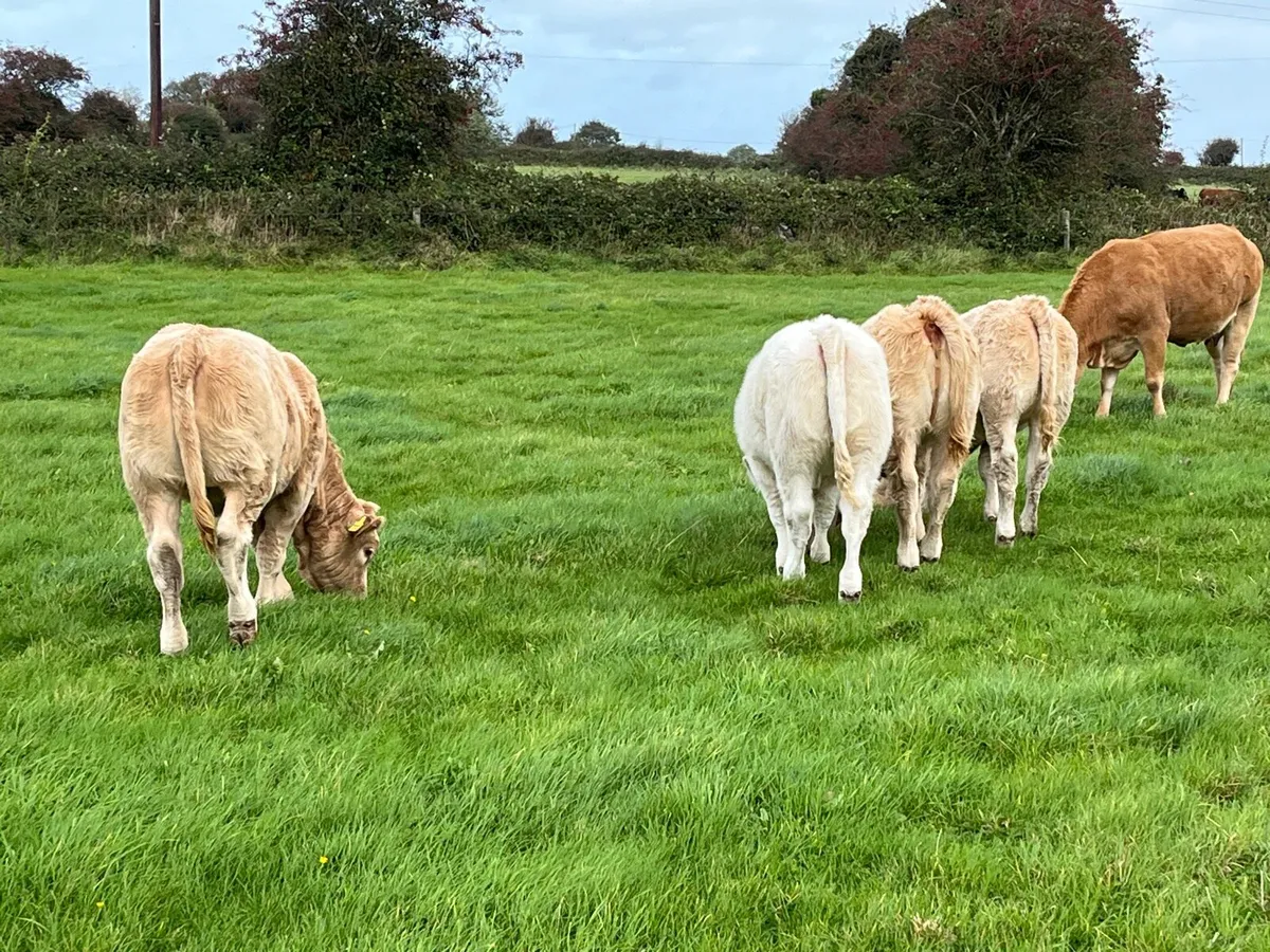 Organic Heifers - Image 2