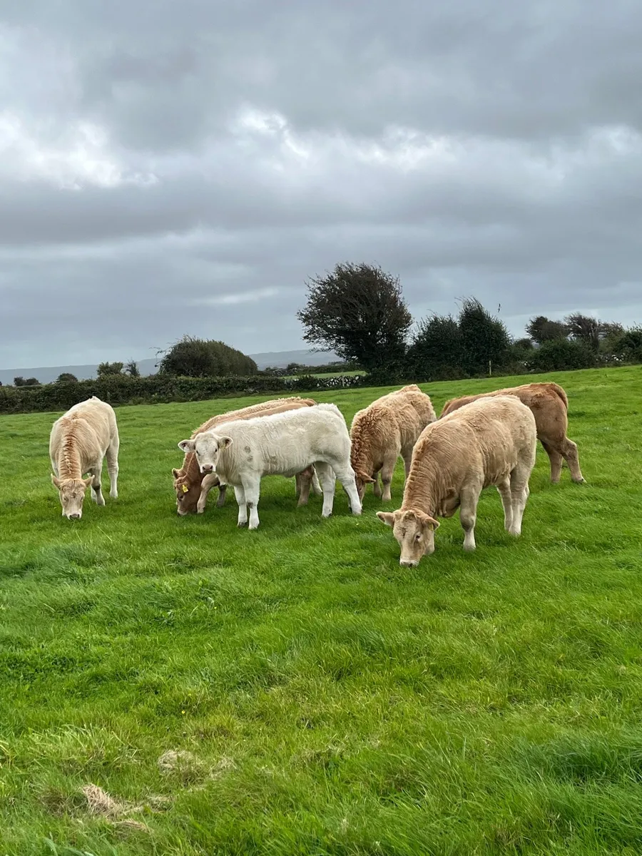 Organic Heifers - Image 3