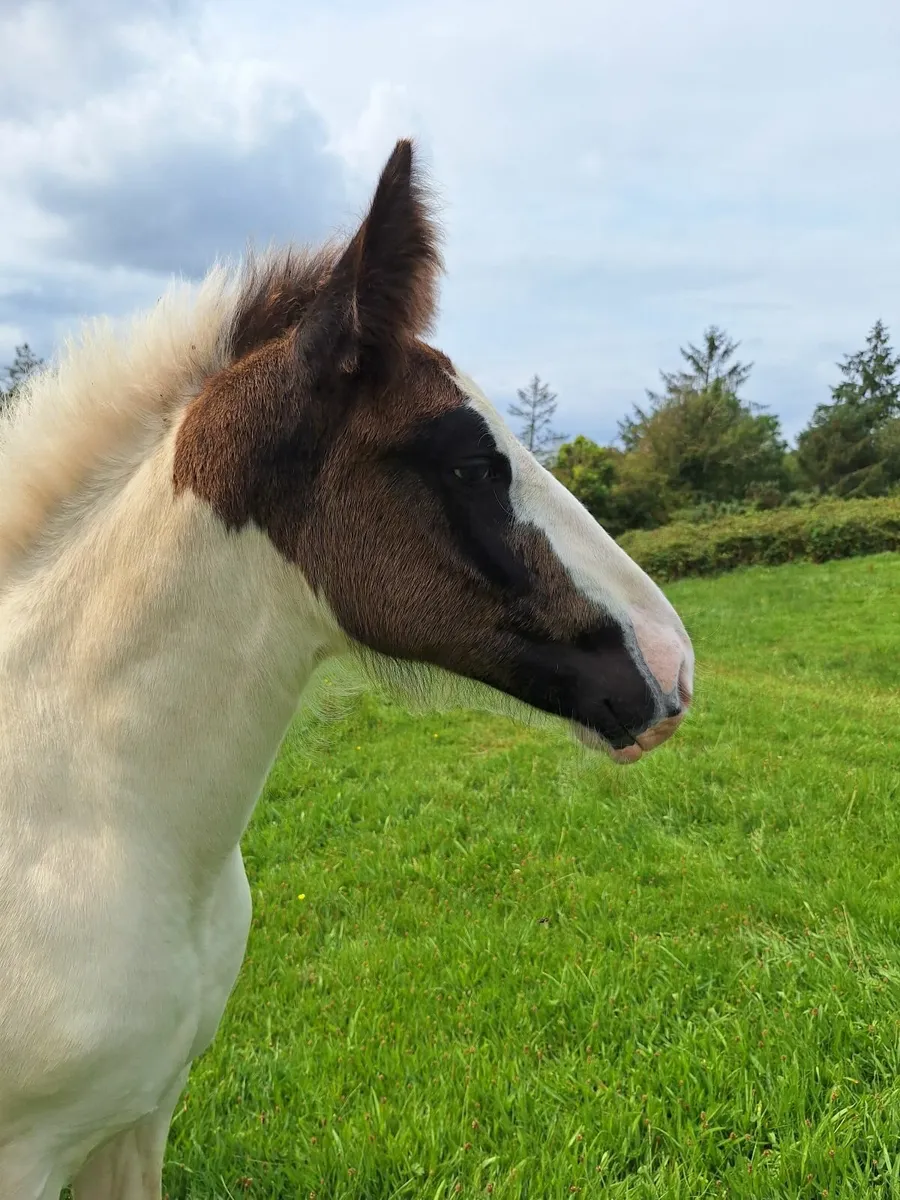Piebald cob foal - Image 4
