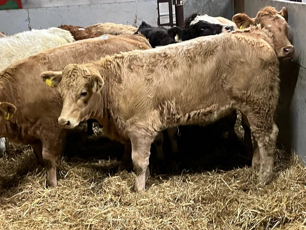 Super 280Kg CH Heifer Weanlings - Image 2