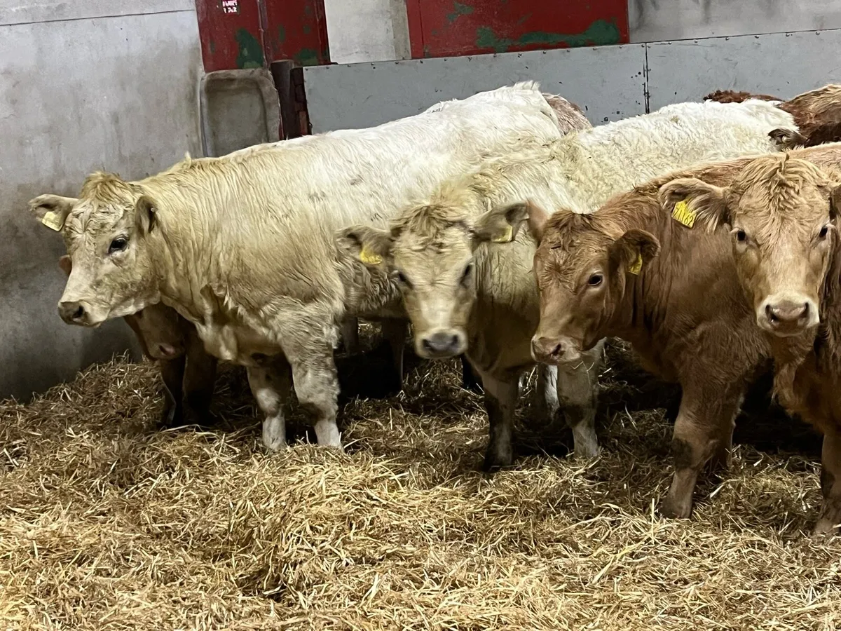 Super 280Kg CH Heifer Weanlings - Image 3