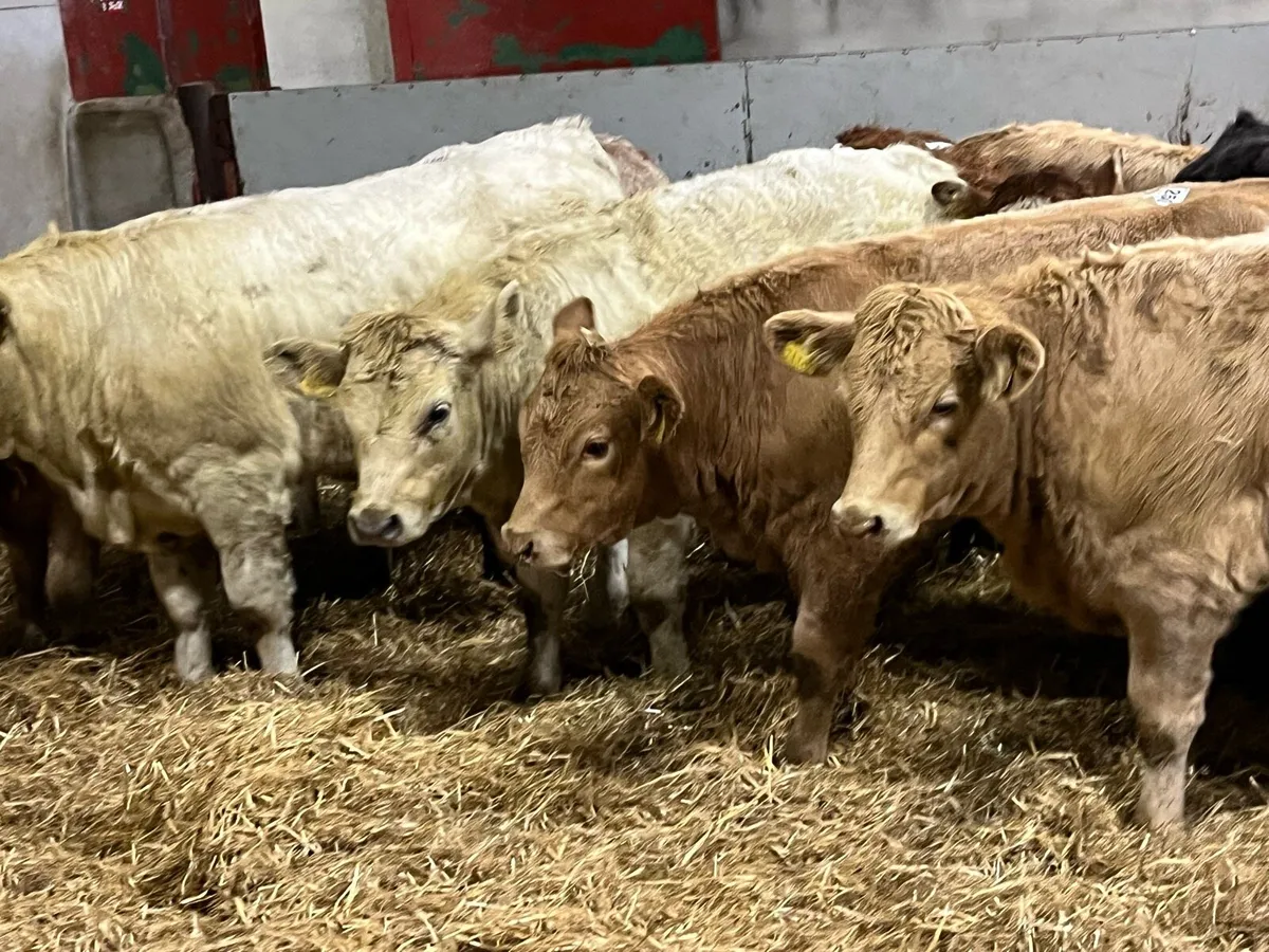 Super 280Kg CH Heifer Weanlings - Image 4