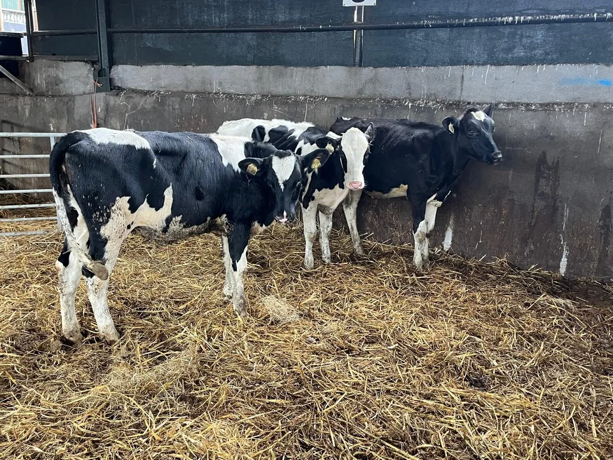3 super  February born  Frisian heifers - Image 2