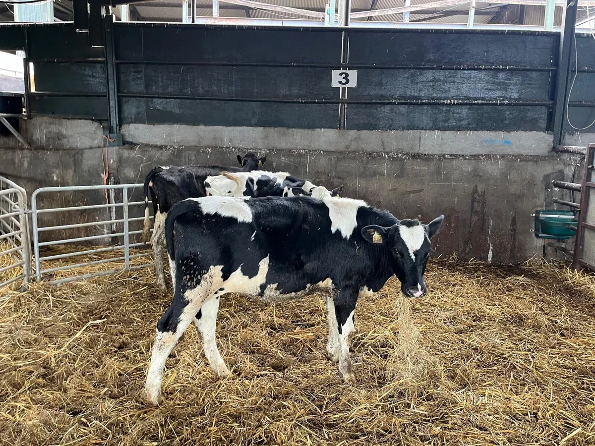 3 super  February born  Frisian heifers - Image 3