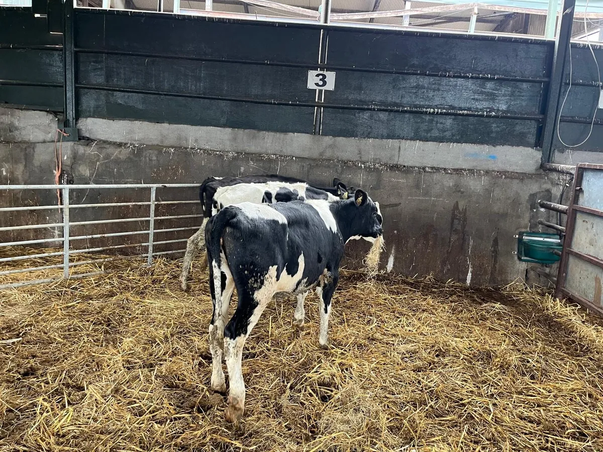 3 super  February born  Frisian heifers - Image 4