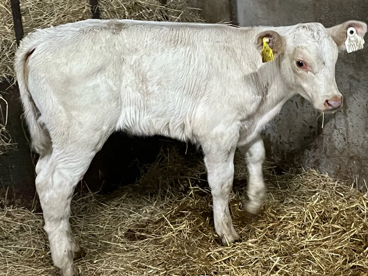 Calves For Sale - Image 3