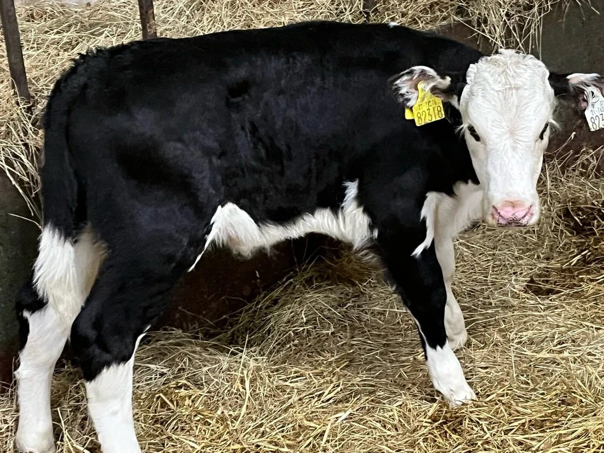 Calves For Sale - Image 1
