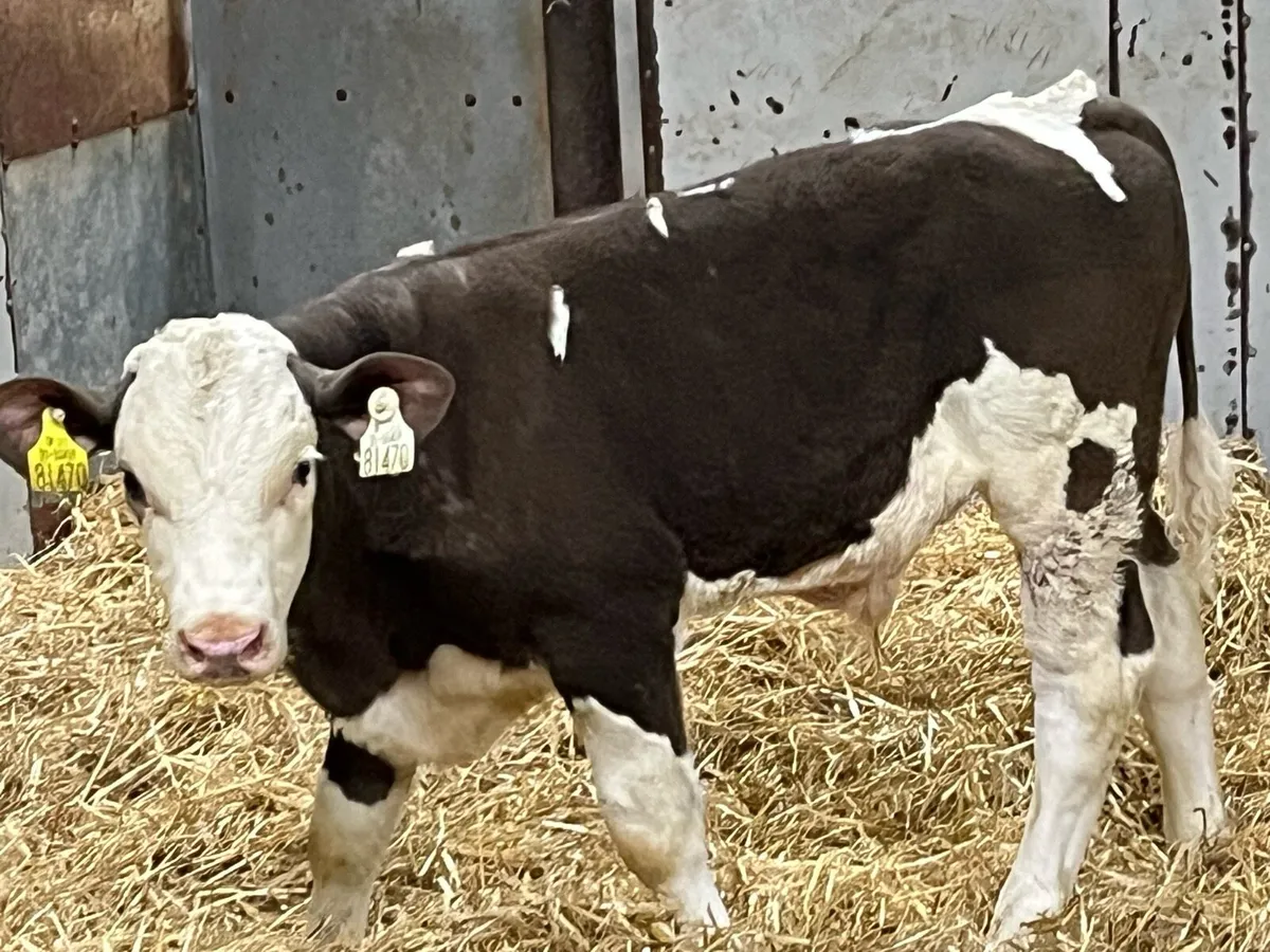 Calves For Sale - Image 4