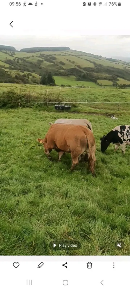 Show quality 5 star hefers for sale in roscrea - Image 1