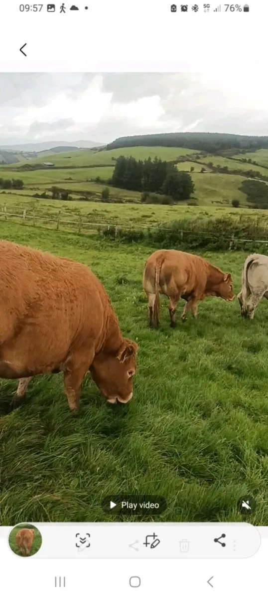 Show quality 5 star hefers for sale in roscrea - Image 3