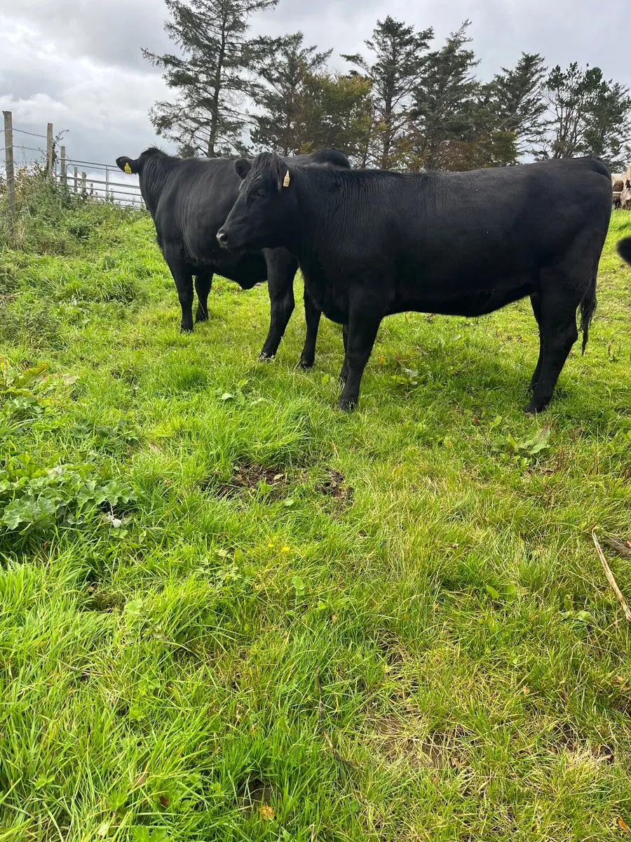 Heifers - Image 1