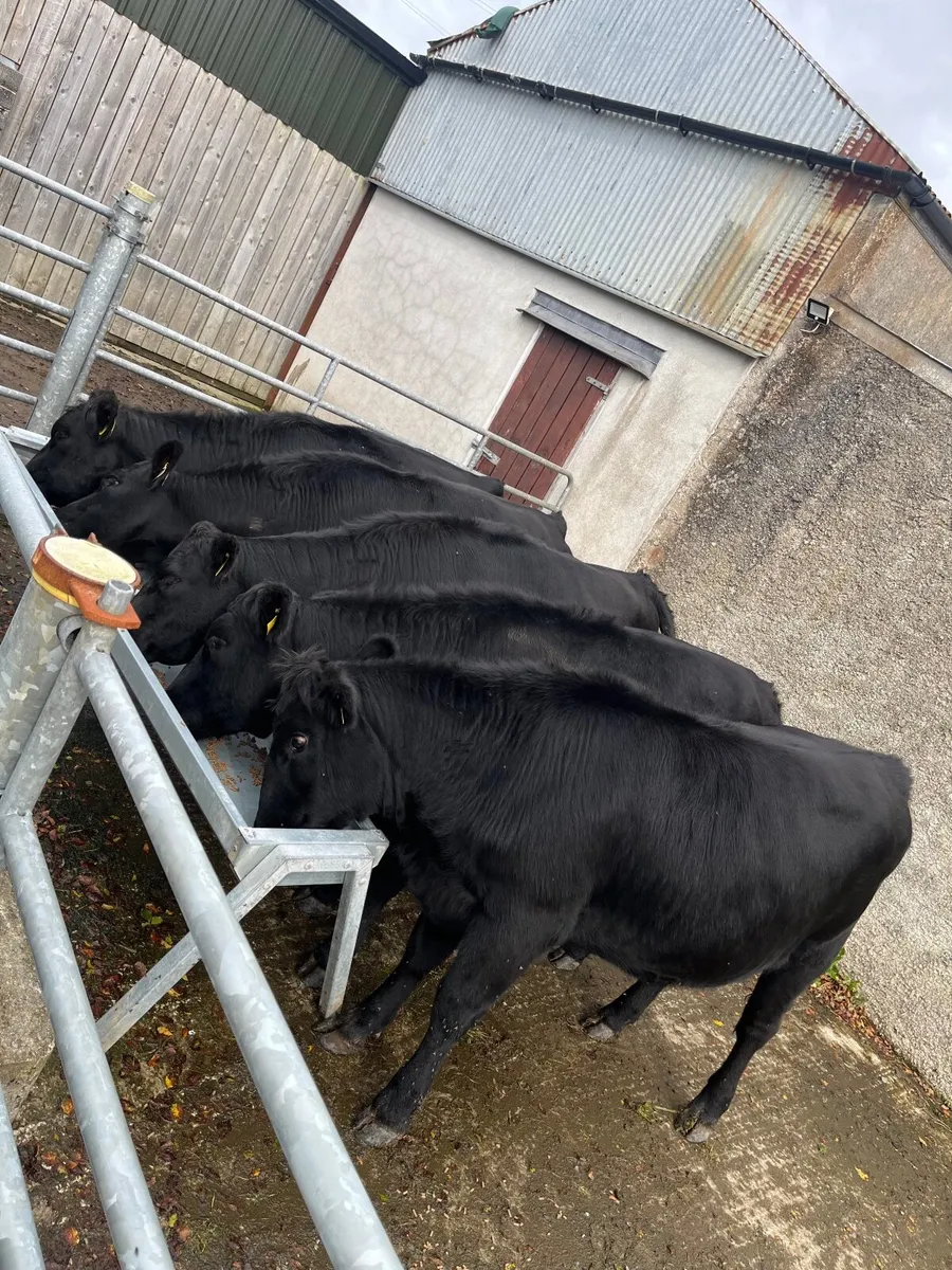 Heifers - Image 2