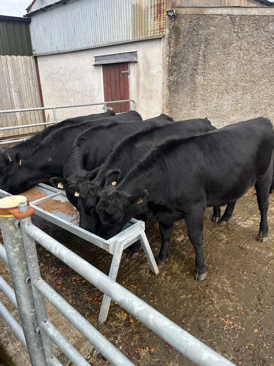 Heifers - Image 3