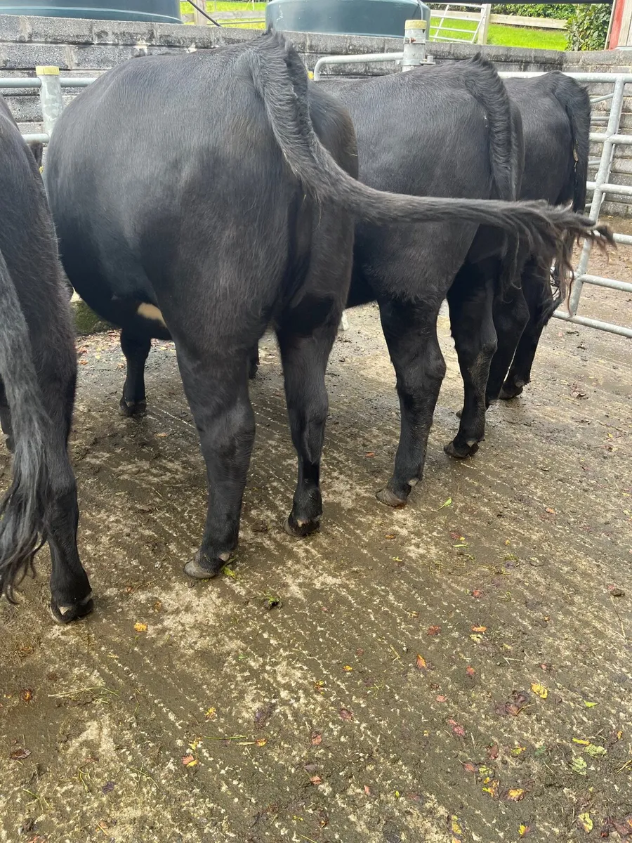 Heifers - Image 4