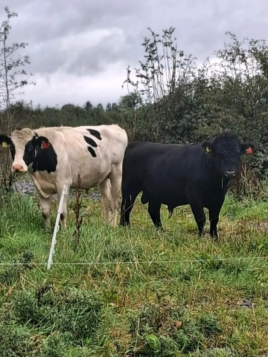 Vasectomised teaser bulls for sale - Image 1