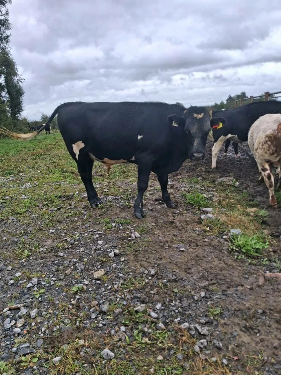 Vasectomised teaser bulls for sale - Image 2