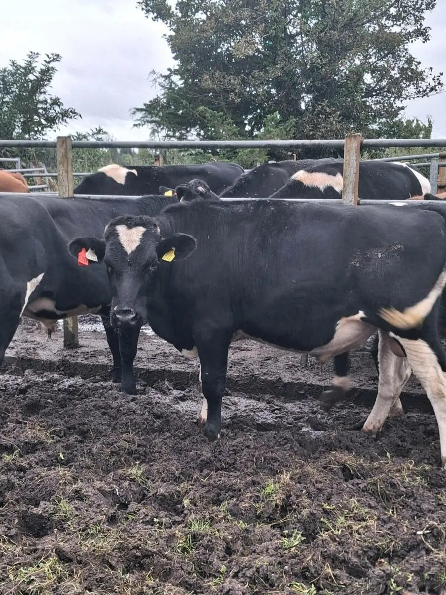 Vasectomised teaser bulls for sale - Image 3