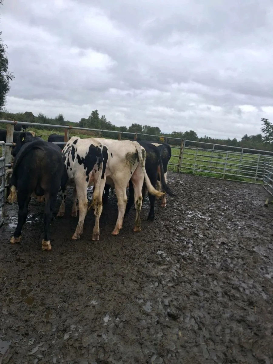 Vasectomised teaser bulls for sale - Image 4