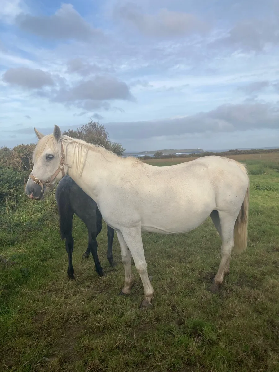 Connemara  Mare - Image 2