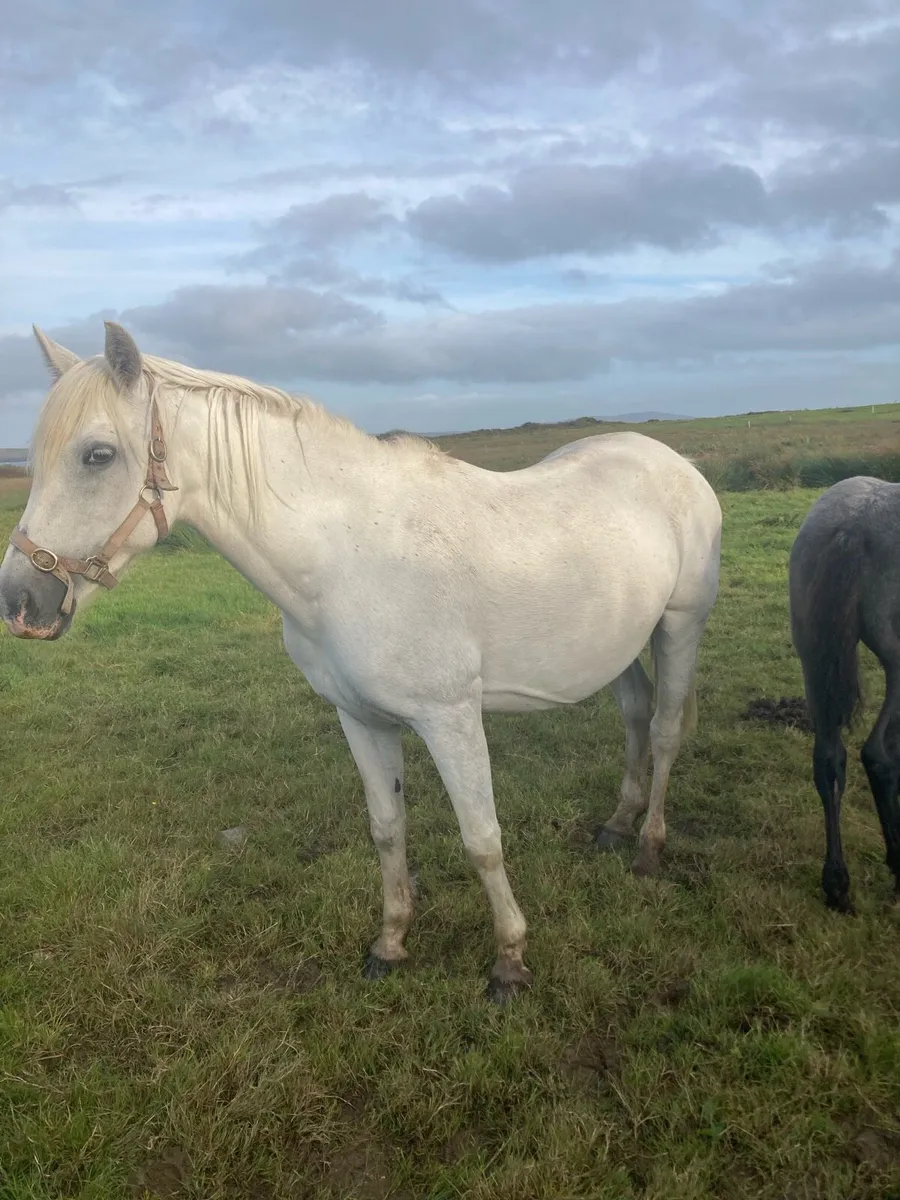Connemara  Mare - Image 3
