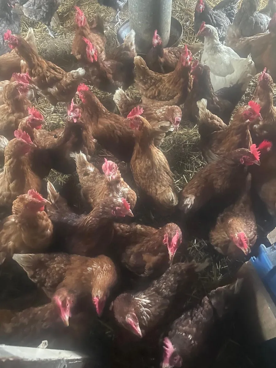 Laying hens - Image 1