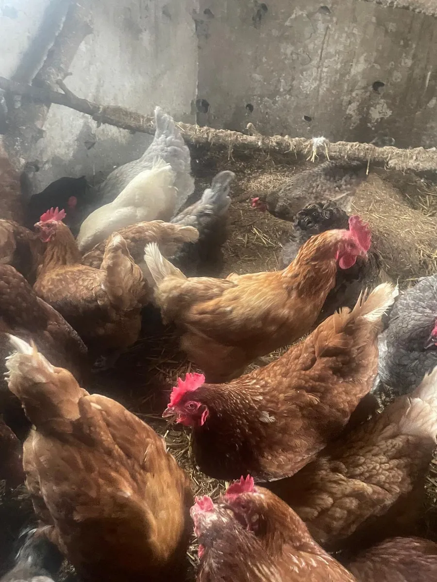 Laying hens - Image 3
