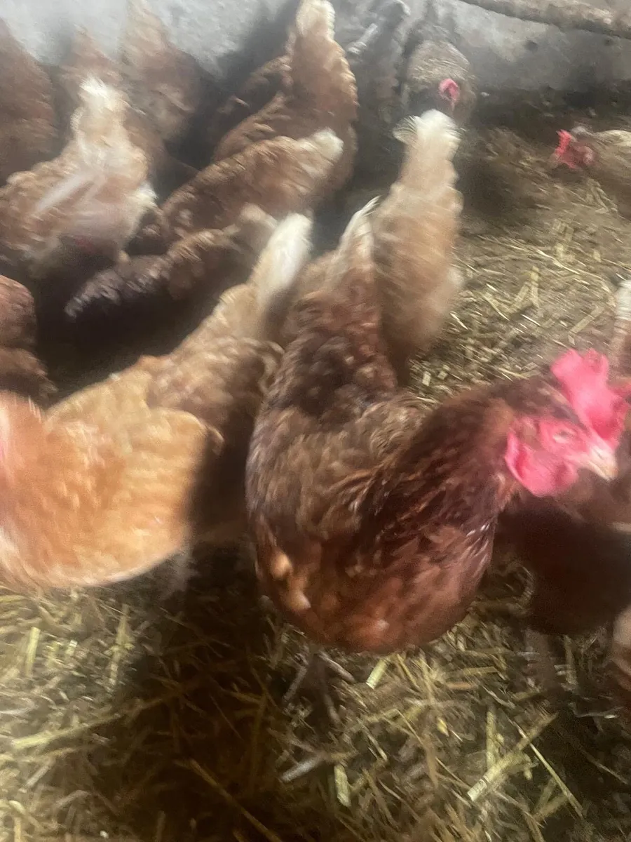 Laying hens - Image 4
