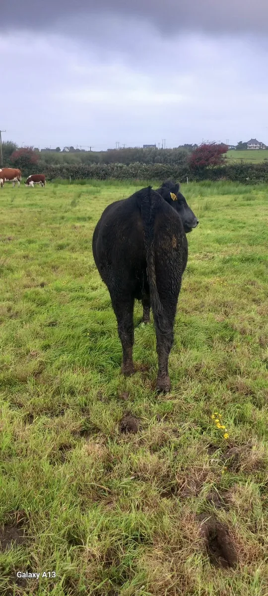 SCEP Eligible Angus Breeding Heifer - Image 2